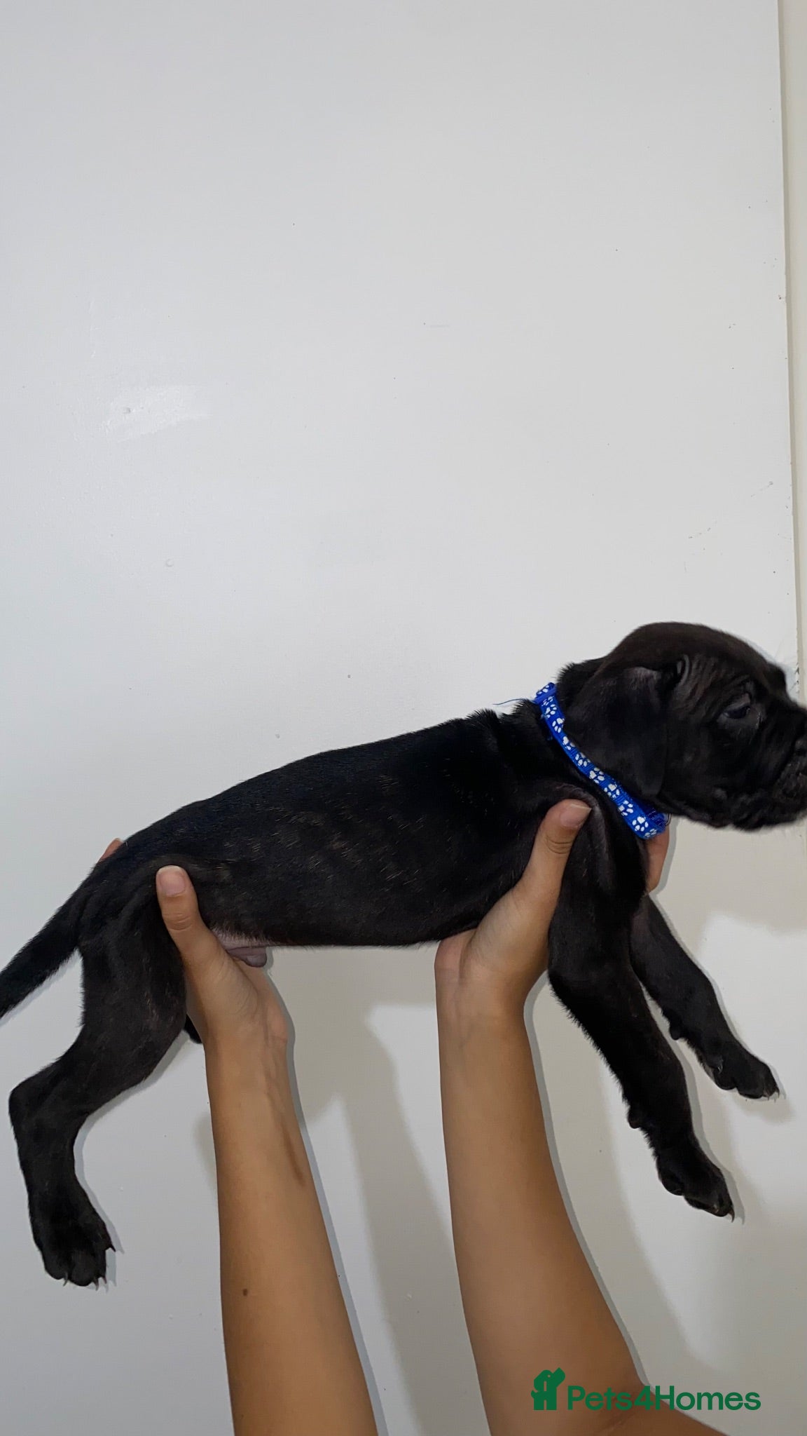 Cane Corso dogs Cane Corso Puppies Ready For Their New 🏡 🐾 - Advert 7