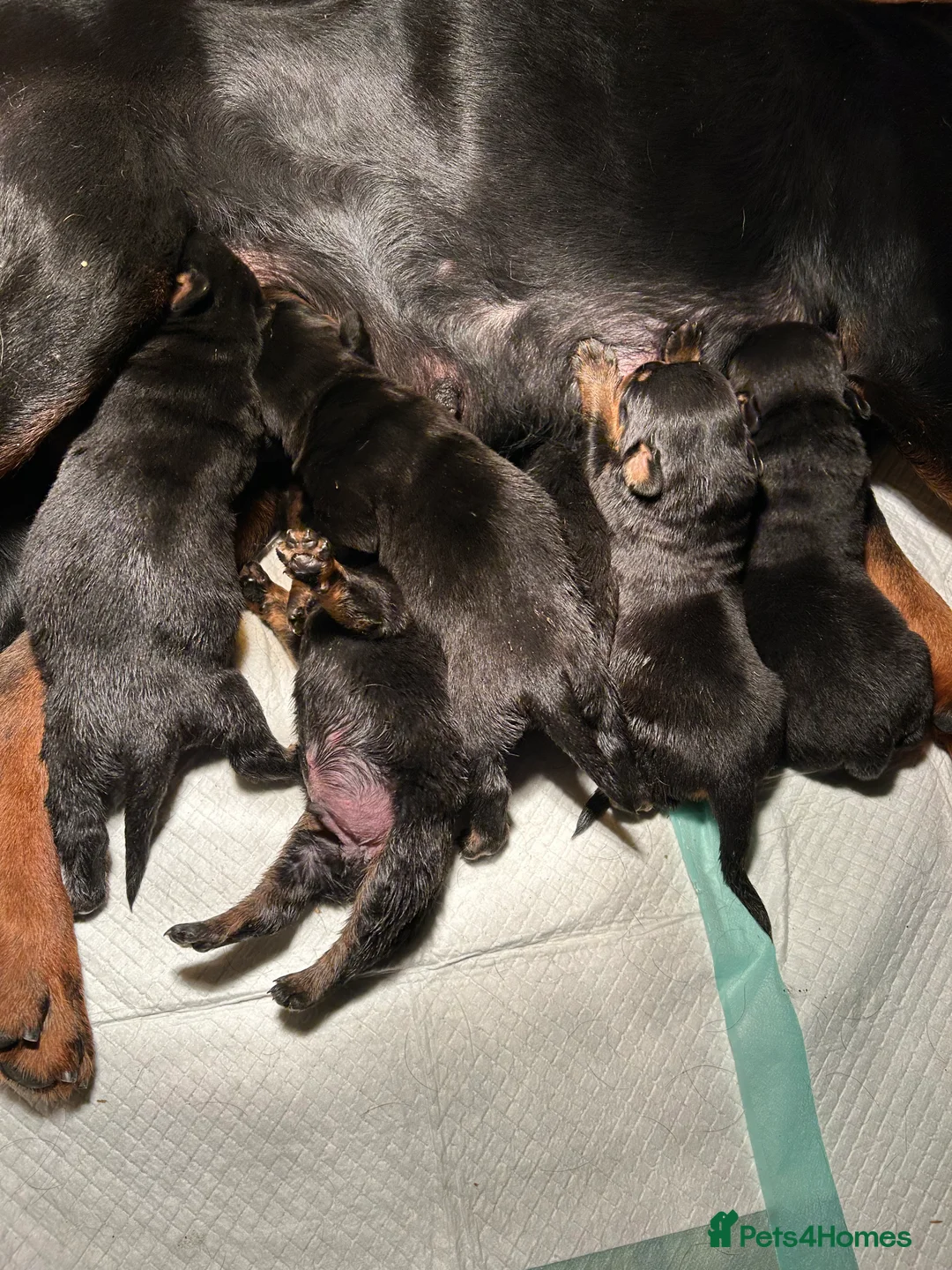 Rottweiler dogs for sale: Champion  bloodline Rottwiler Puppies  - Advert 31