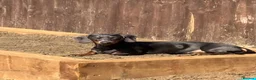Miniature Dachshund dogs for sale: Beautiful 2 year old dachshund  - Advert 4