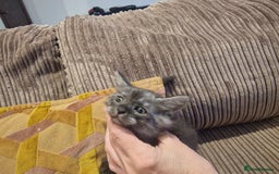 Maine Coon cats for sale: Maine coon cross - Image 14