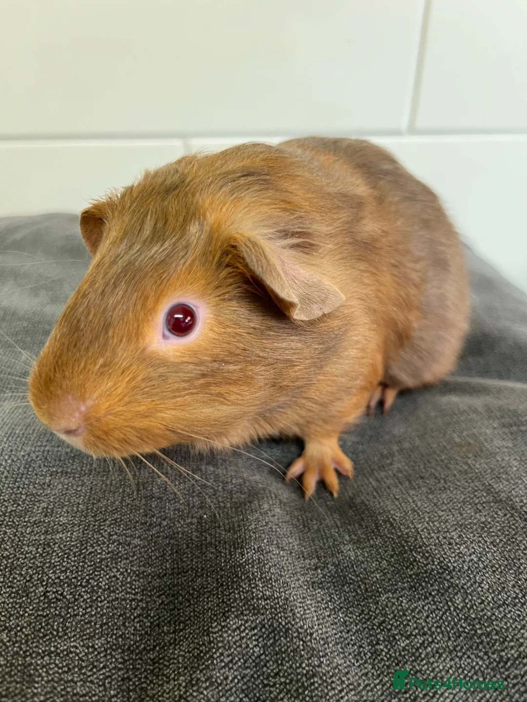 Guinea Pig rodents for sale: 3 Baby Guinea pigs for sale ready now  - Advert 7