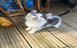 Mixed Breed cats for sale: Lovely Kitten for sale only 50£  - Image 17