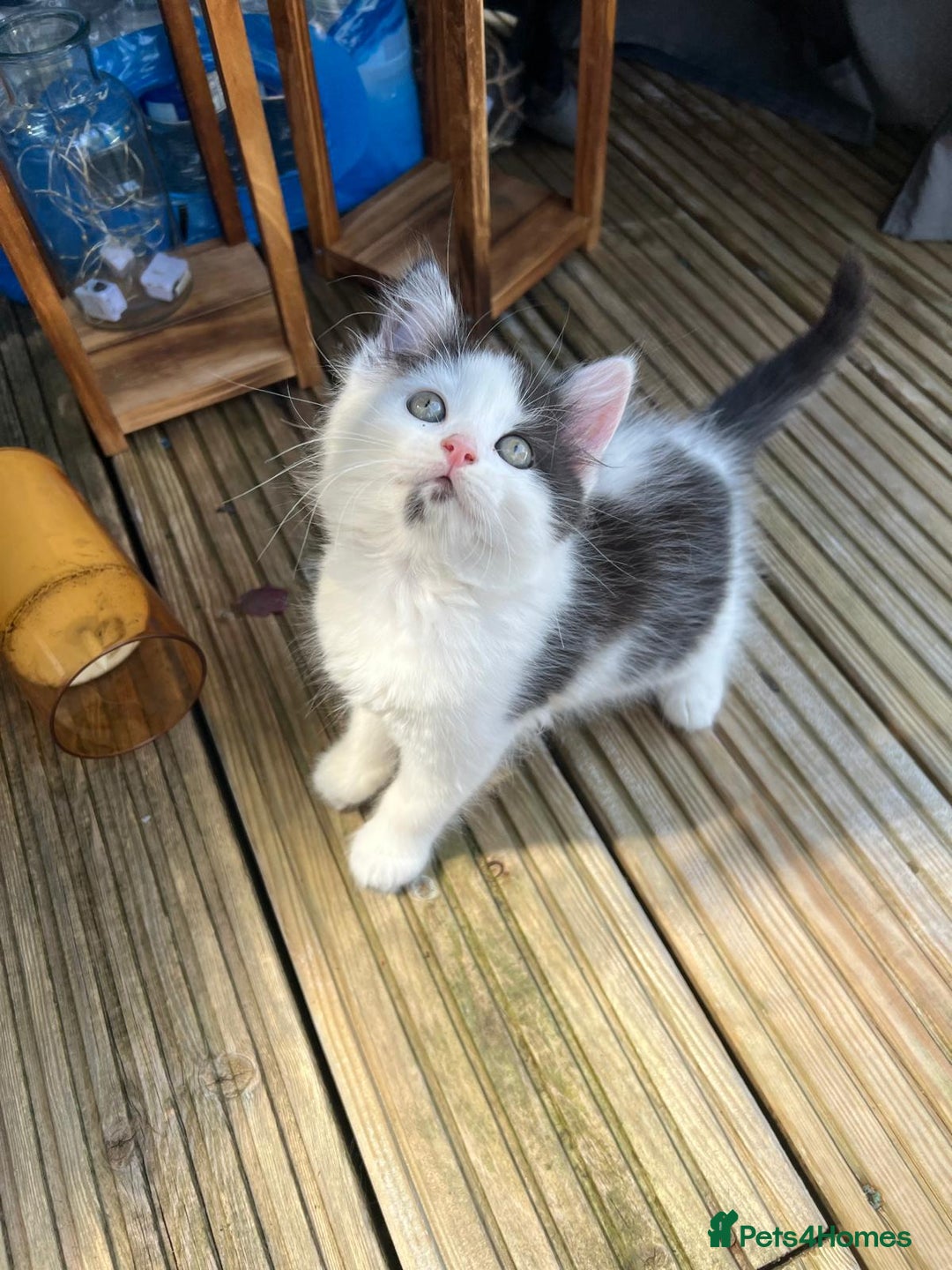 Mixed Breed cats for sale: Lovely Kitten for sale only 50£  - Image 17