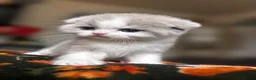 Scottish Fold cats for sale: Scottish fold kittens - Advert 3