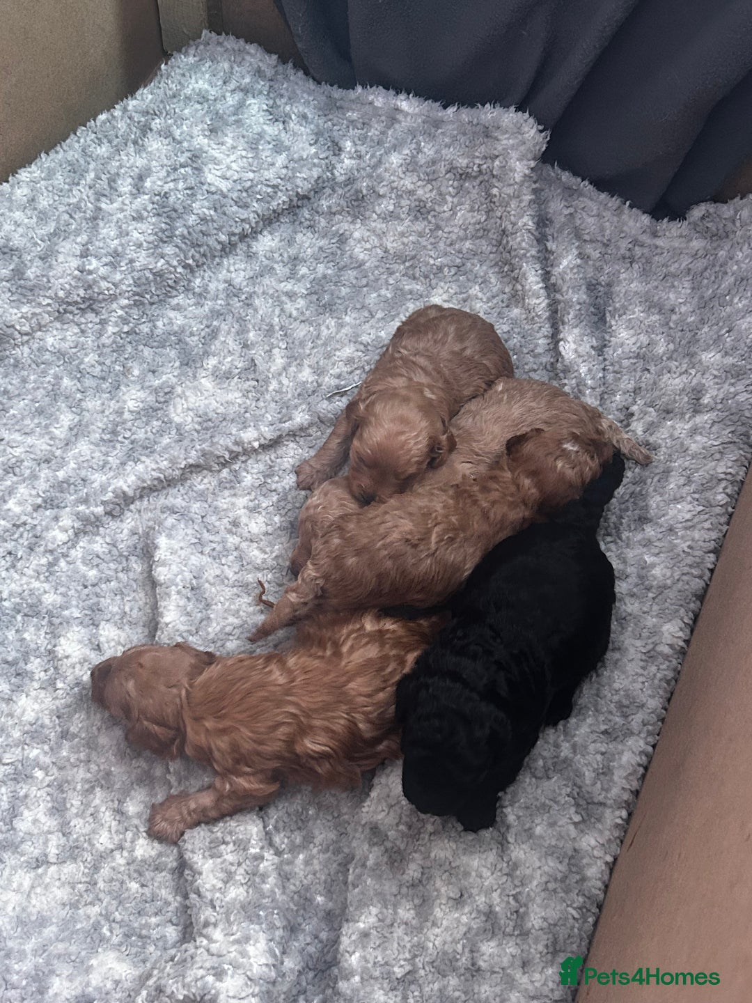 Cockapoo dogs for sale: Beautiful Cockapoo puppies  - Advert 1