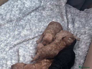 Cockapoo dogs Beautiful Cockapoo puppies - Advert 1