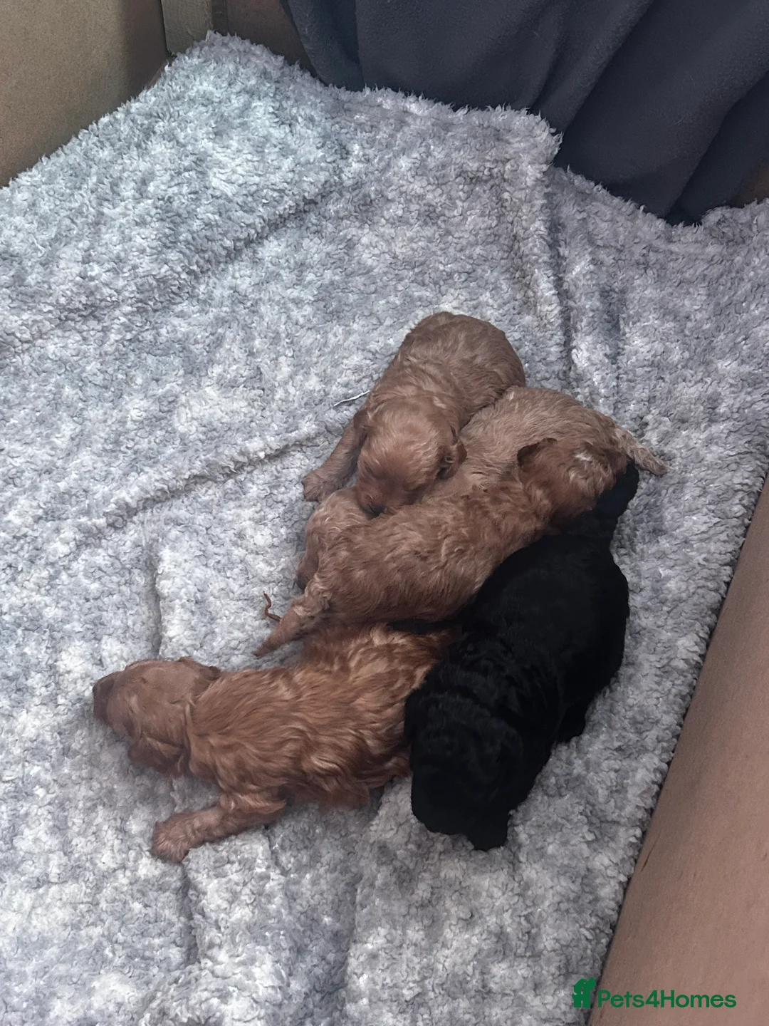 Cockapoo dogs for sale: Beautiful Cockapoo puppies  - Advert 1