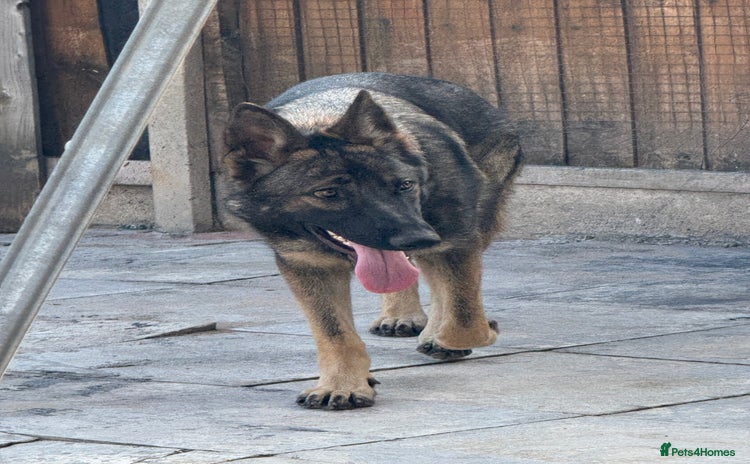 German Shepherd dogs for sale - Advert 1