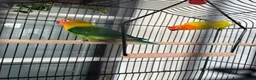 Lovebirds birds for sale: * Male & Female Lovebirds + Full Setup in Bradford - Advert 11