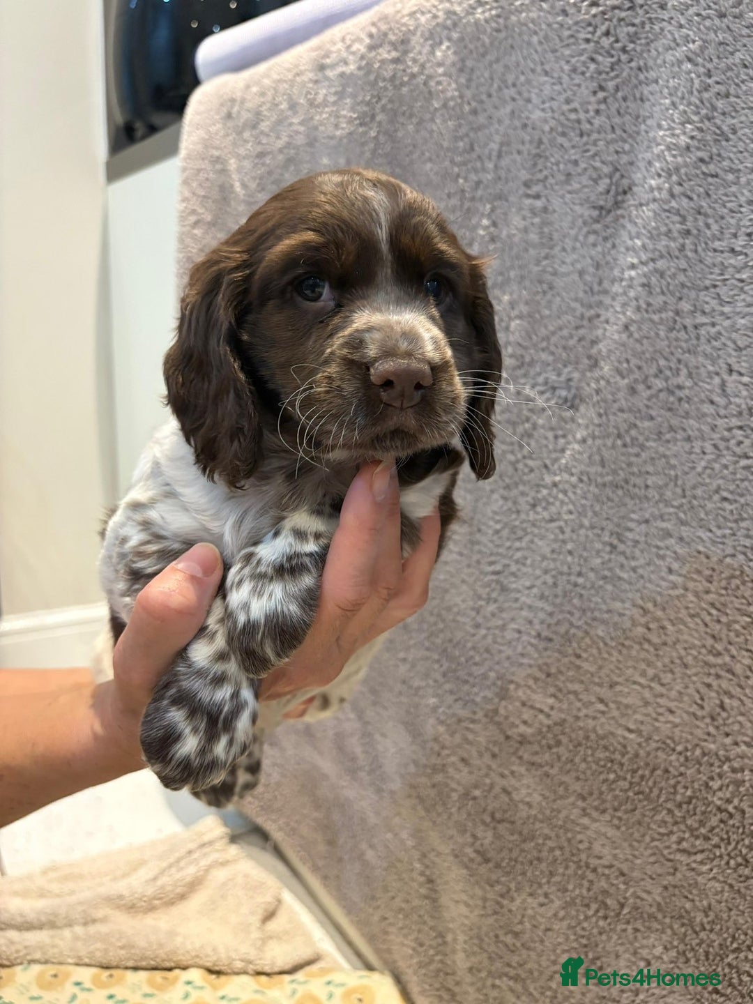 Cocker Spaniel dogs for sale: Pedigree show kc parents DNA health tested    - Advert 4
