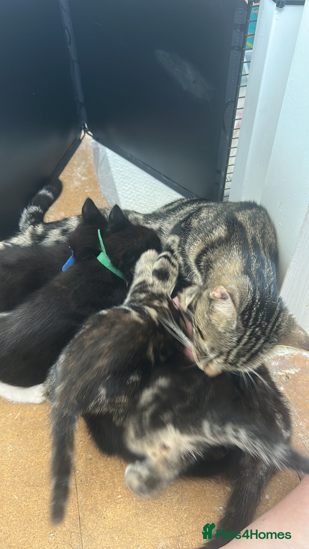 Mixed Breed cats for sale: 3 Male kittens  - Image 15