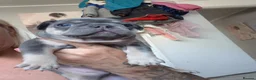 French Bulldog dogs for sale: Male and female lilac and tan french bulldog  - Advert 12