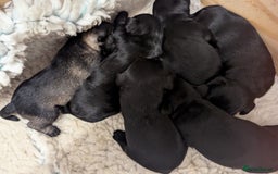Miniature Schnauzer dogs for sale: Fully Health Tested,Kc Reg'd Mini Schnauzer Pups  - Image 16