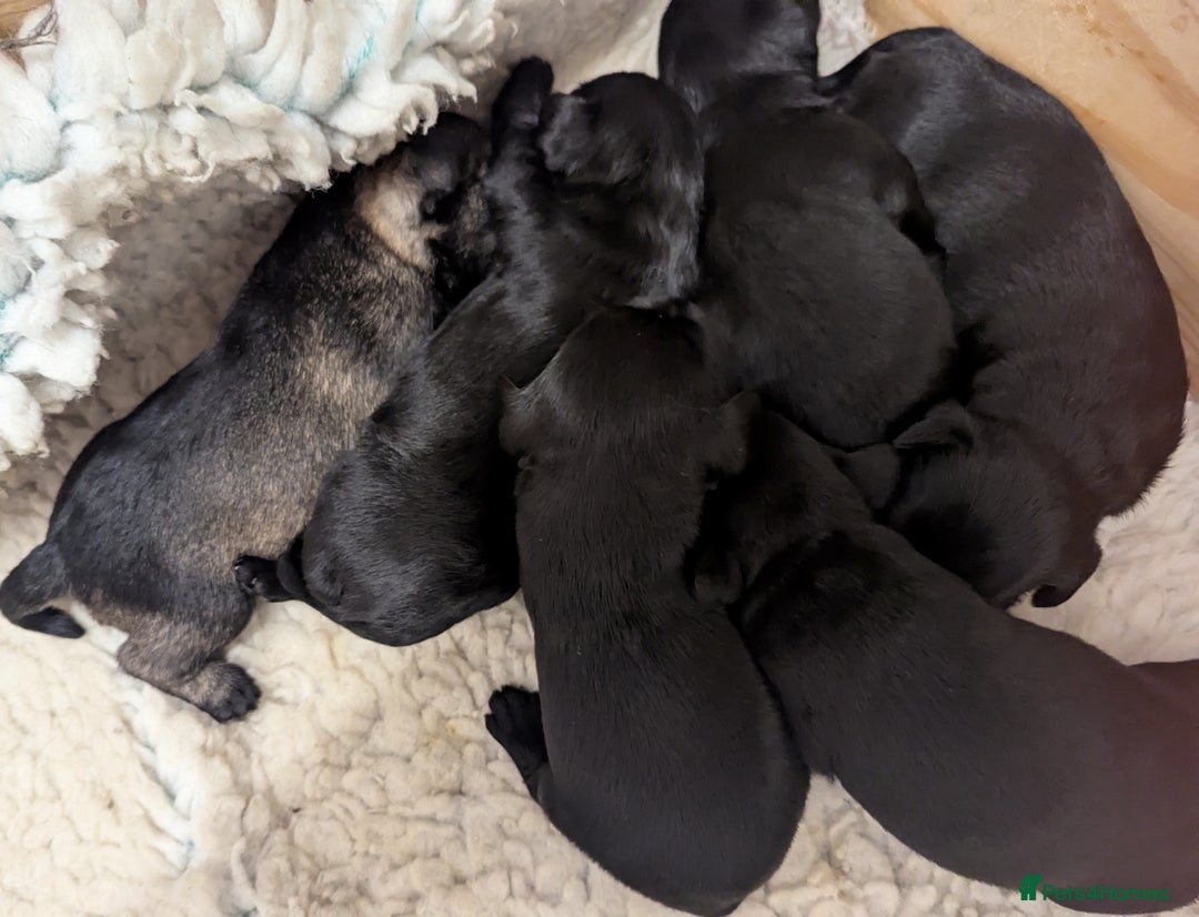 Miniature Schnauzer dogs for sale: Fully Health Tested,Kc Reg'd Mini Schnauzer Pups  - Image 16