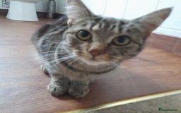 Bengal cats for sale: 1 Beautiful, Healthy Kitten - Image 23
