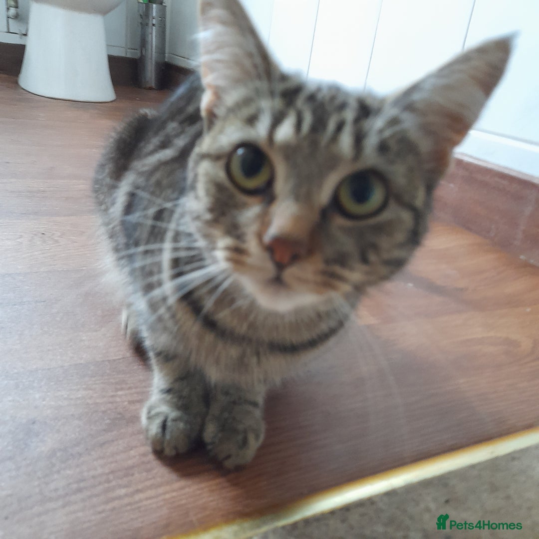 Bengal cats for sale: 1 Beautiful, Healthy Kitten - Image 23