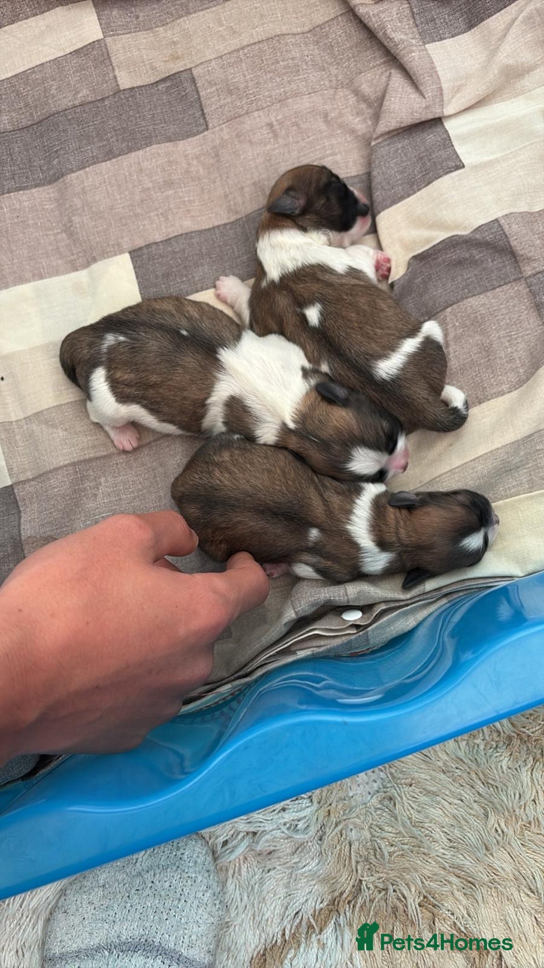 Zuchon dogs for sale: Bishion x shih Tzu - Image 1