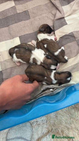 Zuchon dogs - Advert 7