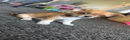 Mixed Breed dogs for sale: Chihuahua cross patterdale terrier puppies - Advert 10