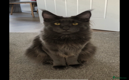 Maine Coon cats for sale: Beautiful Blue/Black Smoked or Solid Maine Coons  - Image 4