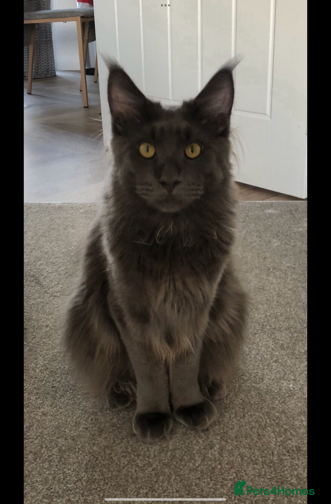 Maine Coon cats for sale: Beautiful Blue/Black Smoked or Solid Maine Coons  - Image 4
