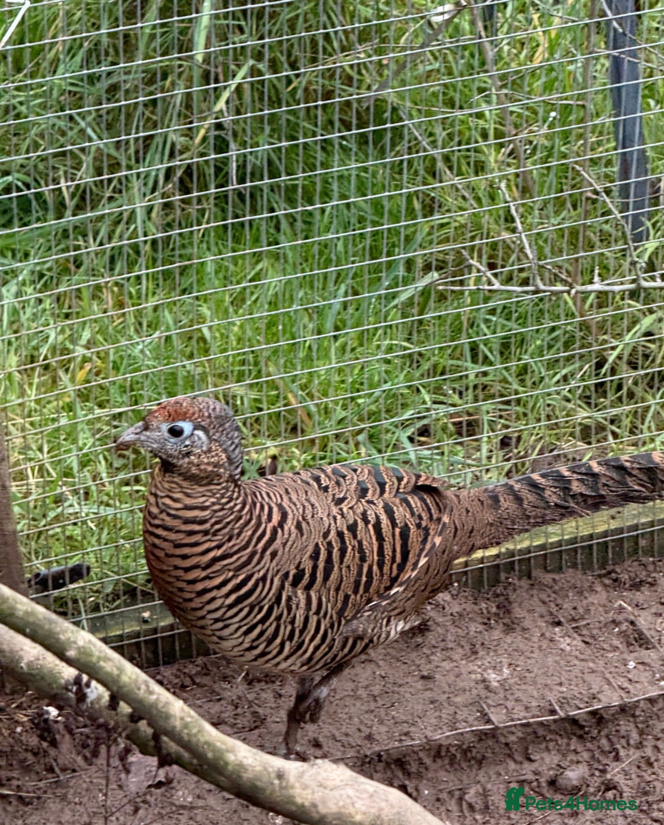 Pheasants poultry Lady Amherst pheasant pair - Advert 1