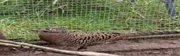 Pheasants poultry for sale: Lady Amherst pheasant pair - Advert 1