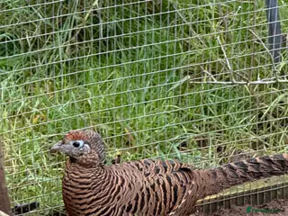 Pheasants poultry Lady Amherst pheasant pair - Advert 3