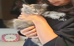 Scottish Fold cats for sale: STUNNING KITTENS FOR SALE! - Advert 10