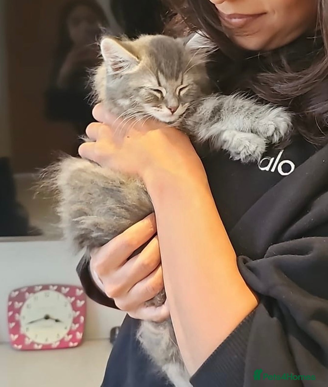 Scottish Fold cats for sale: STUNNING KITTENS FOR SALE! - Advert 10