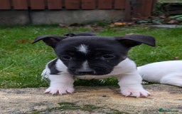 Jack Russell dogs for sale: Jack Russell  - Advert 8