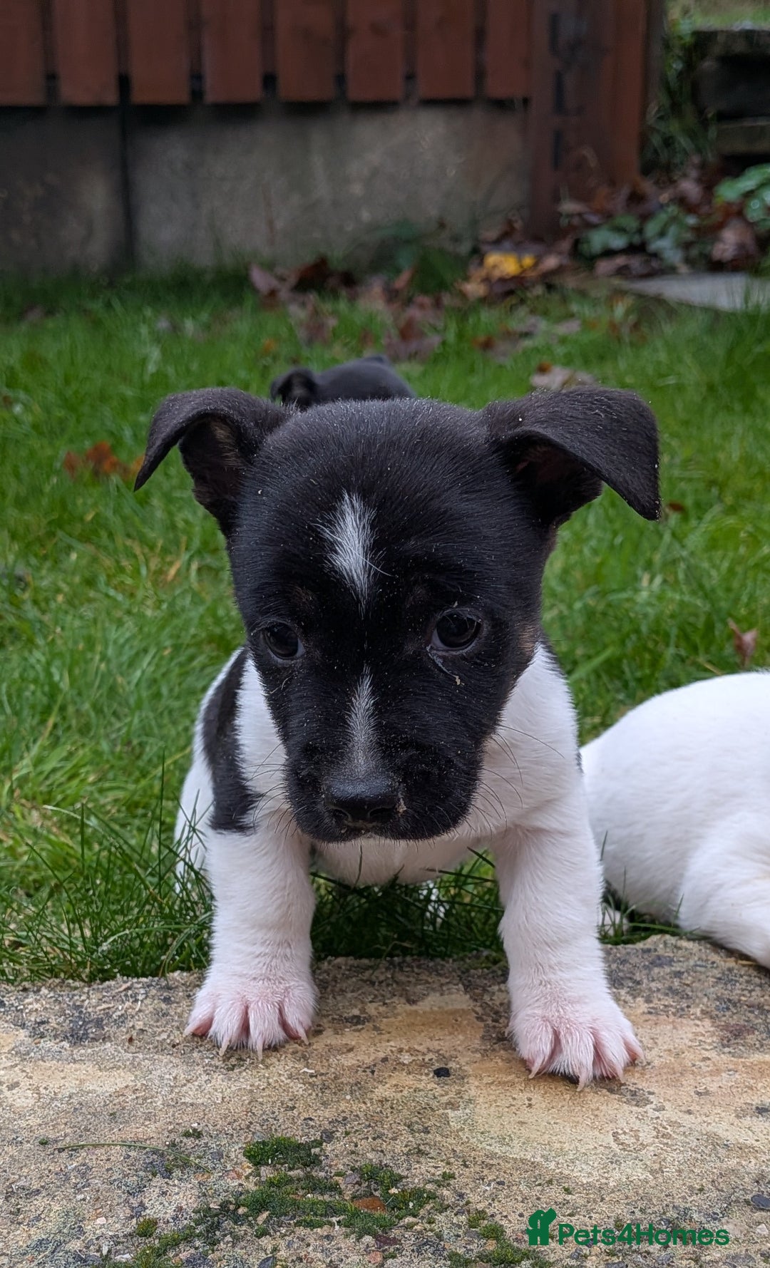 Jack Russell dogs for sale: Jack Russell  - Advert 8