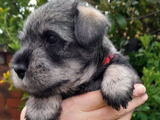 Schnauzer dogs Standard Schnauzer Puppies - Advert 1