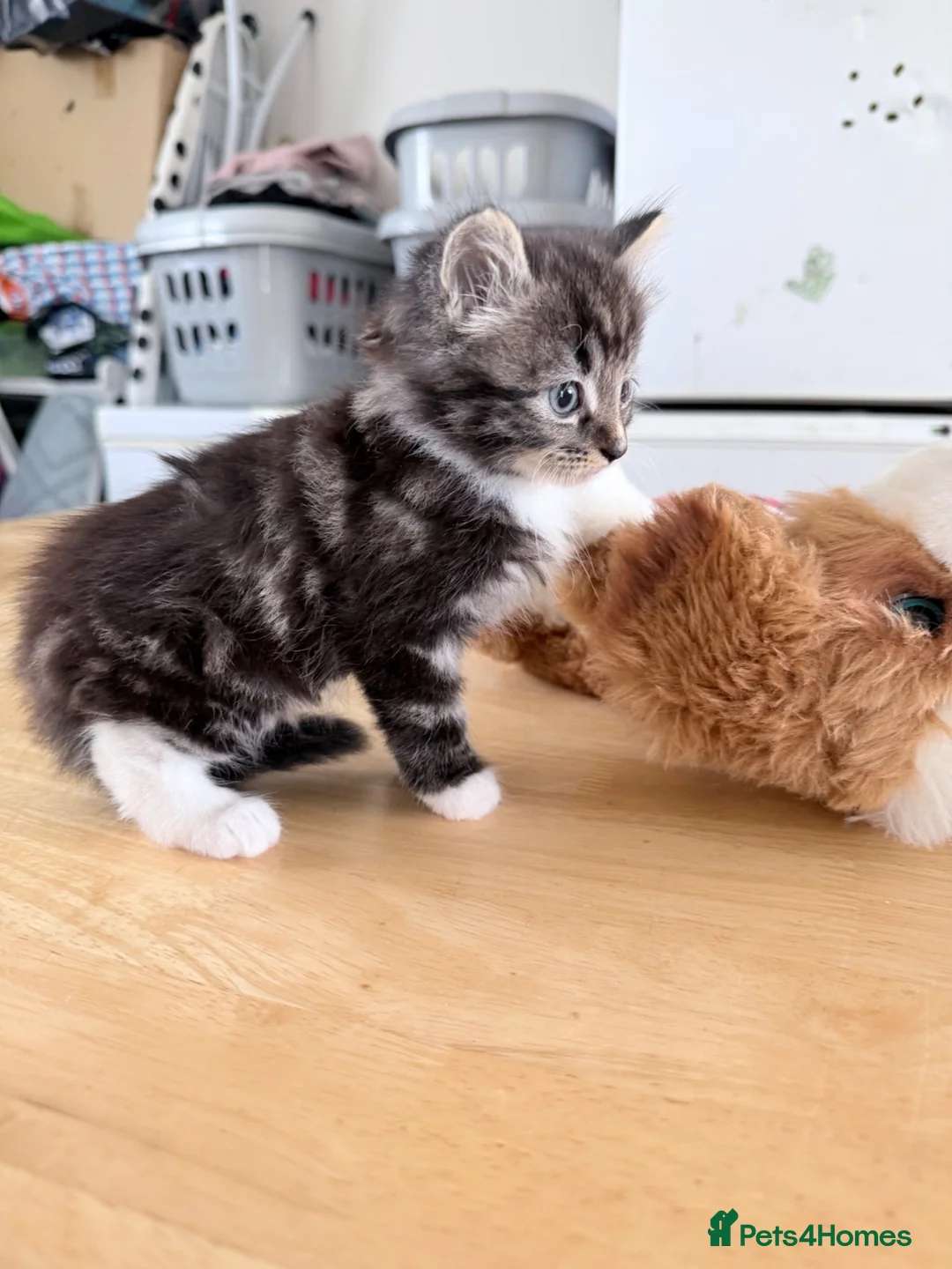 Mixed Breed cats for sale: Kittens available  - Advert 6