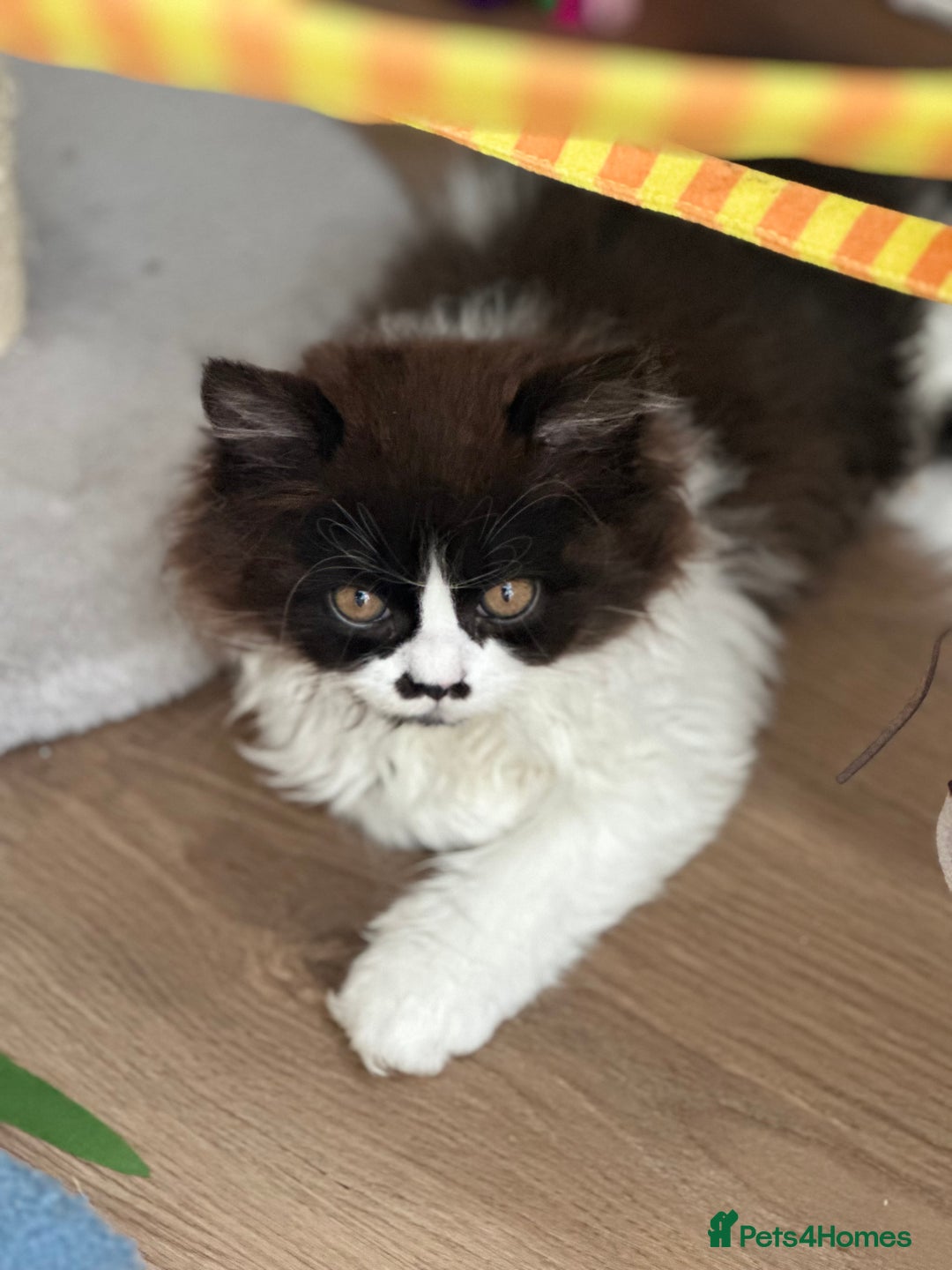 British Longhair cats for sale: Champion line PEDIGREE BLH/BSH kittens 🩵🩷💙 - Image 21