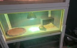 Tortoise reptiles for sale: 3 year old Herman tortoise with viv  - Image 3