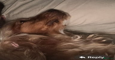 Cocker Spaniel dogs - Advert 15