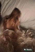 Cocker Spaniel dogs - Advert 14