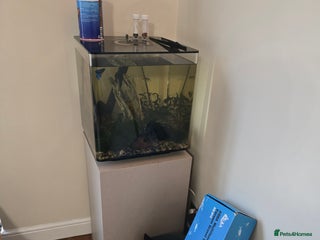 Bettas fish Biorb 60l tanks + accessories - Advert 10