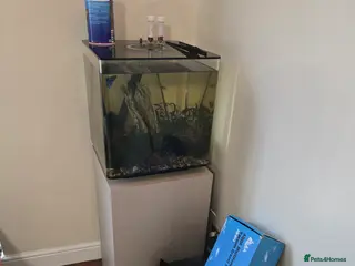 Bettas fish Biorb 60l tanks + accessories - Advert 6