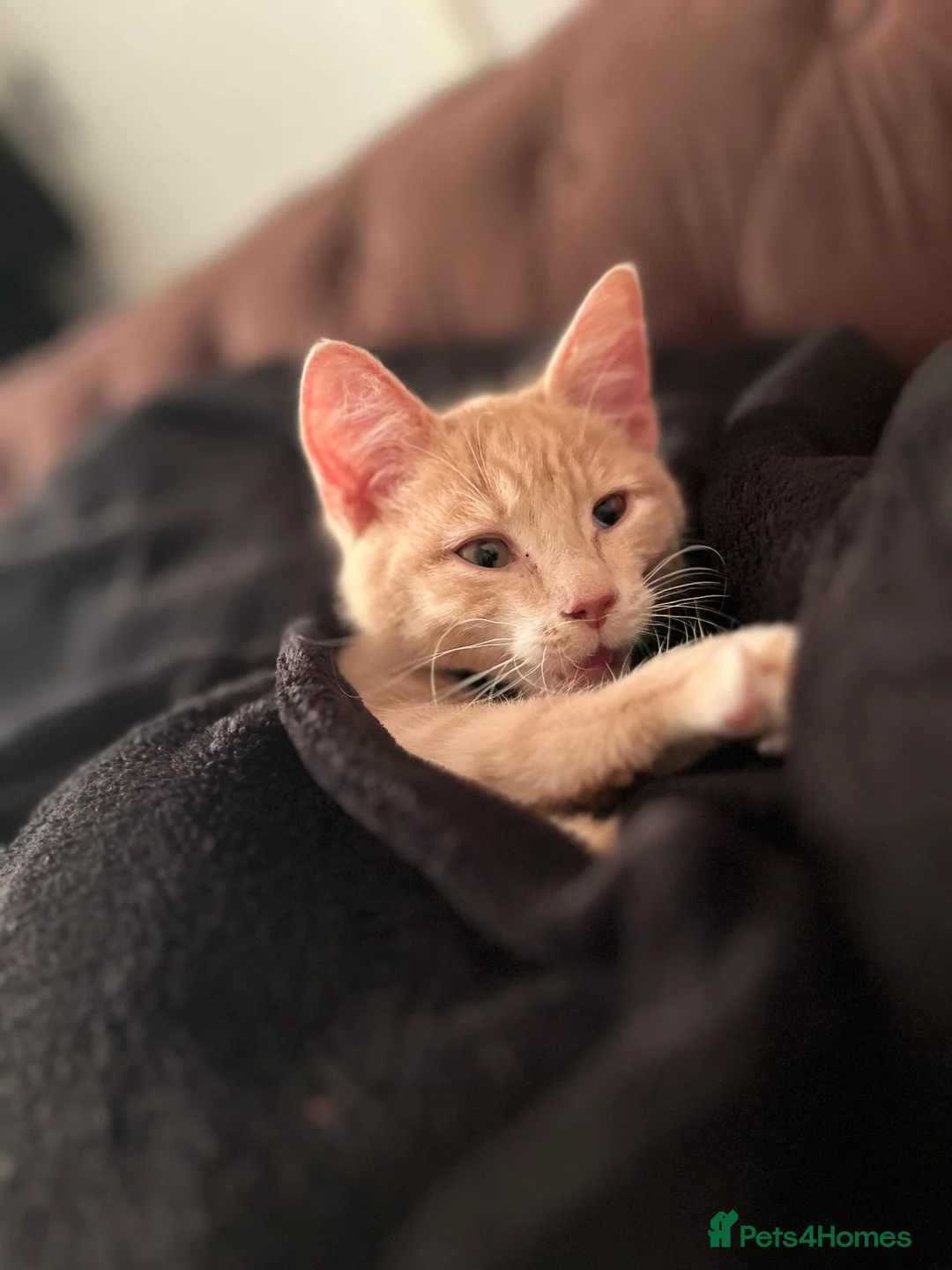 Sphynx cats for sale: MALE SPHYNX VARIENT KITTEN WITH FUR in Scunthorpe - Advert 2