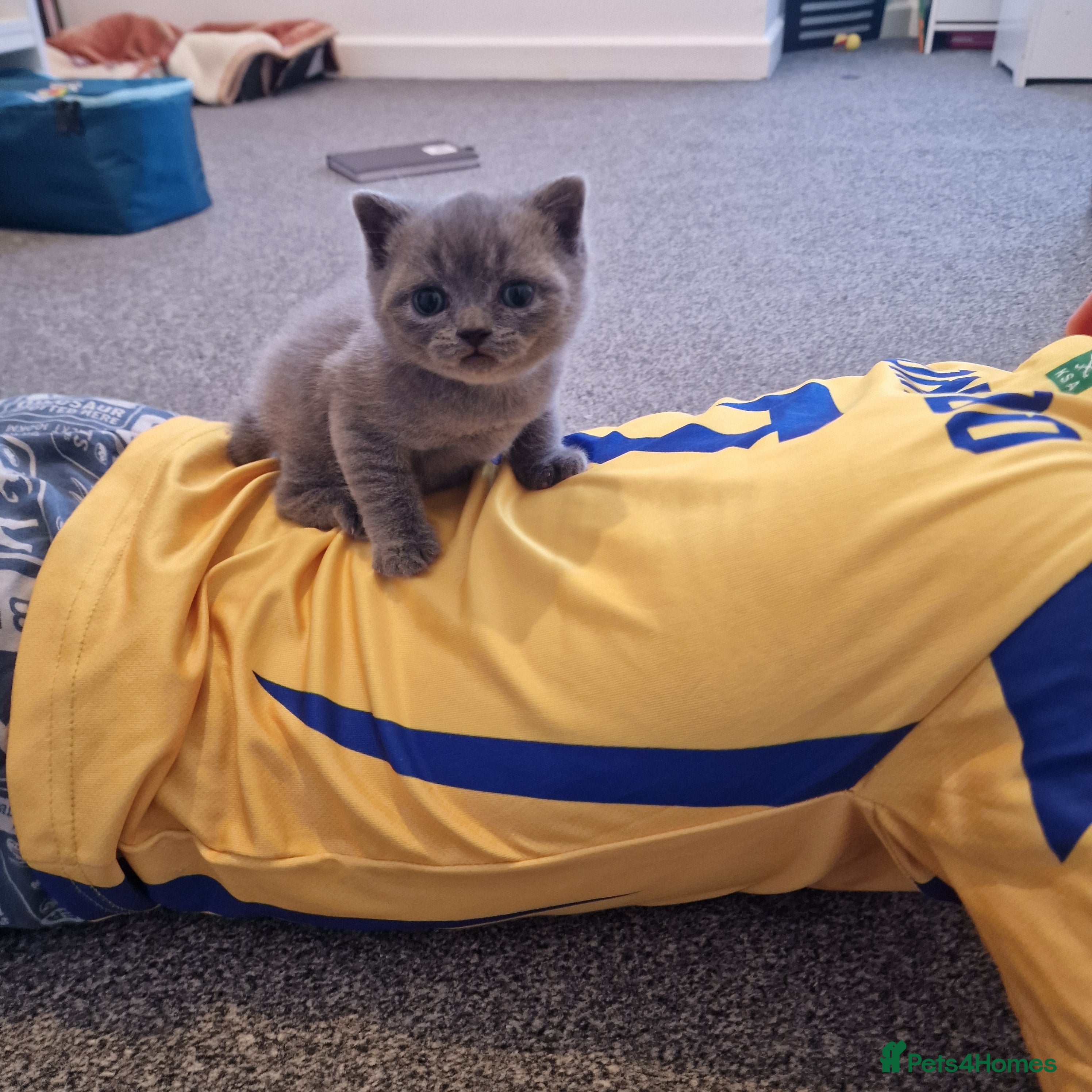 Brazilian Shorthair cats Stunning Blue British Shorthair (last available) - Advert 2