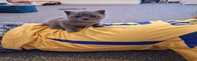 British Shorthair 1