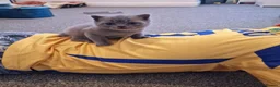 Brazilian Shorthair cats for sale: Stunning Blue British Shorthair (last available) - Advert 2