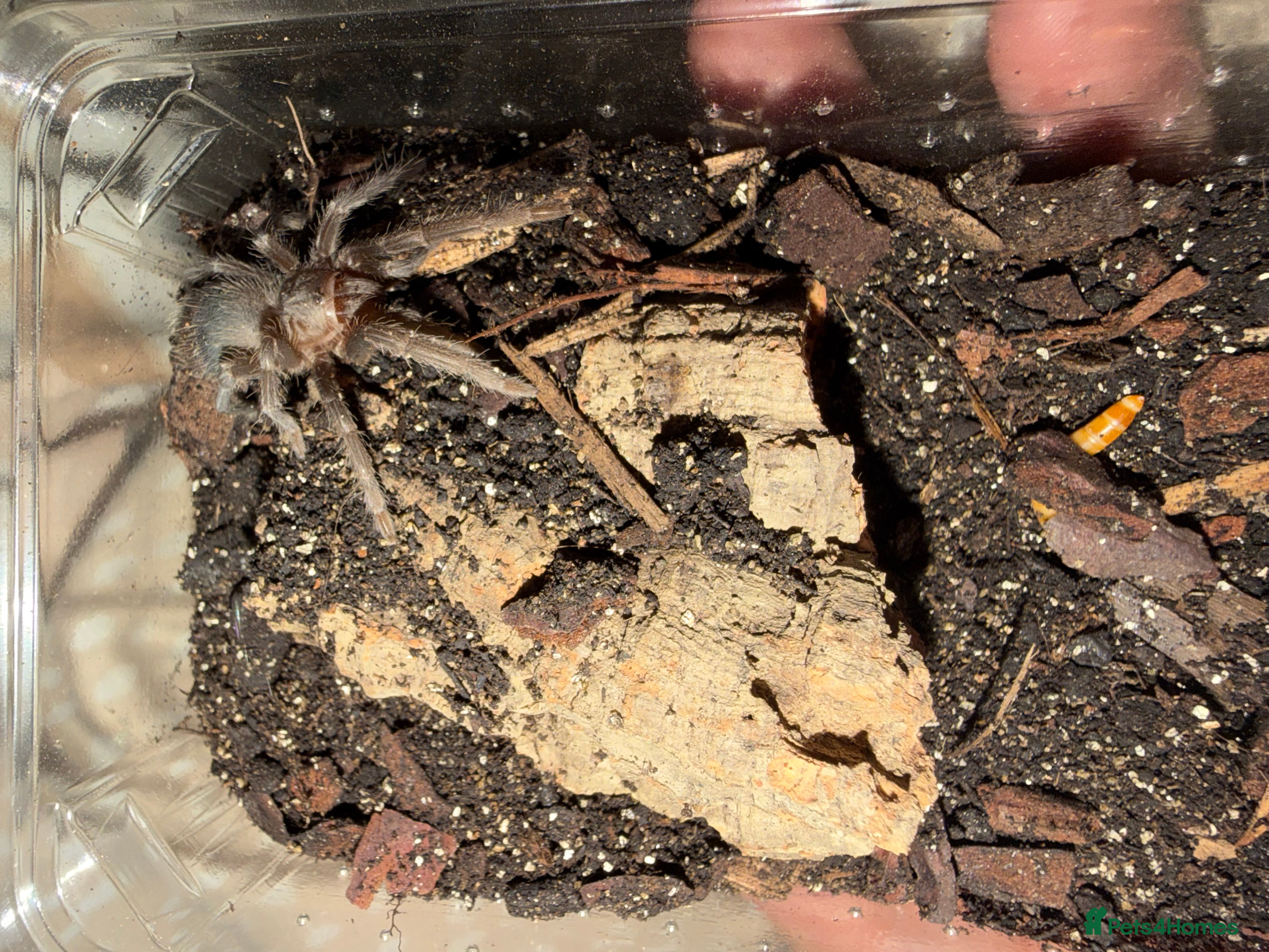 Tarantulas invertebrates salmon pink juvenile  - Advert 10