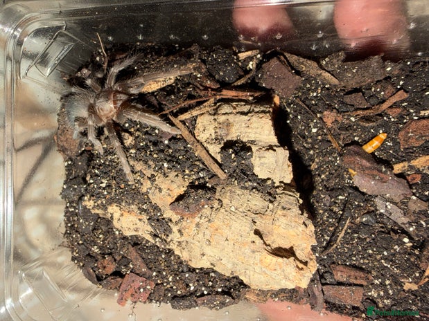 Tarantulas invertebrates salmon pink juvenile - Advert 1