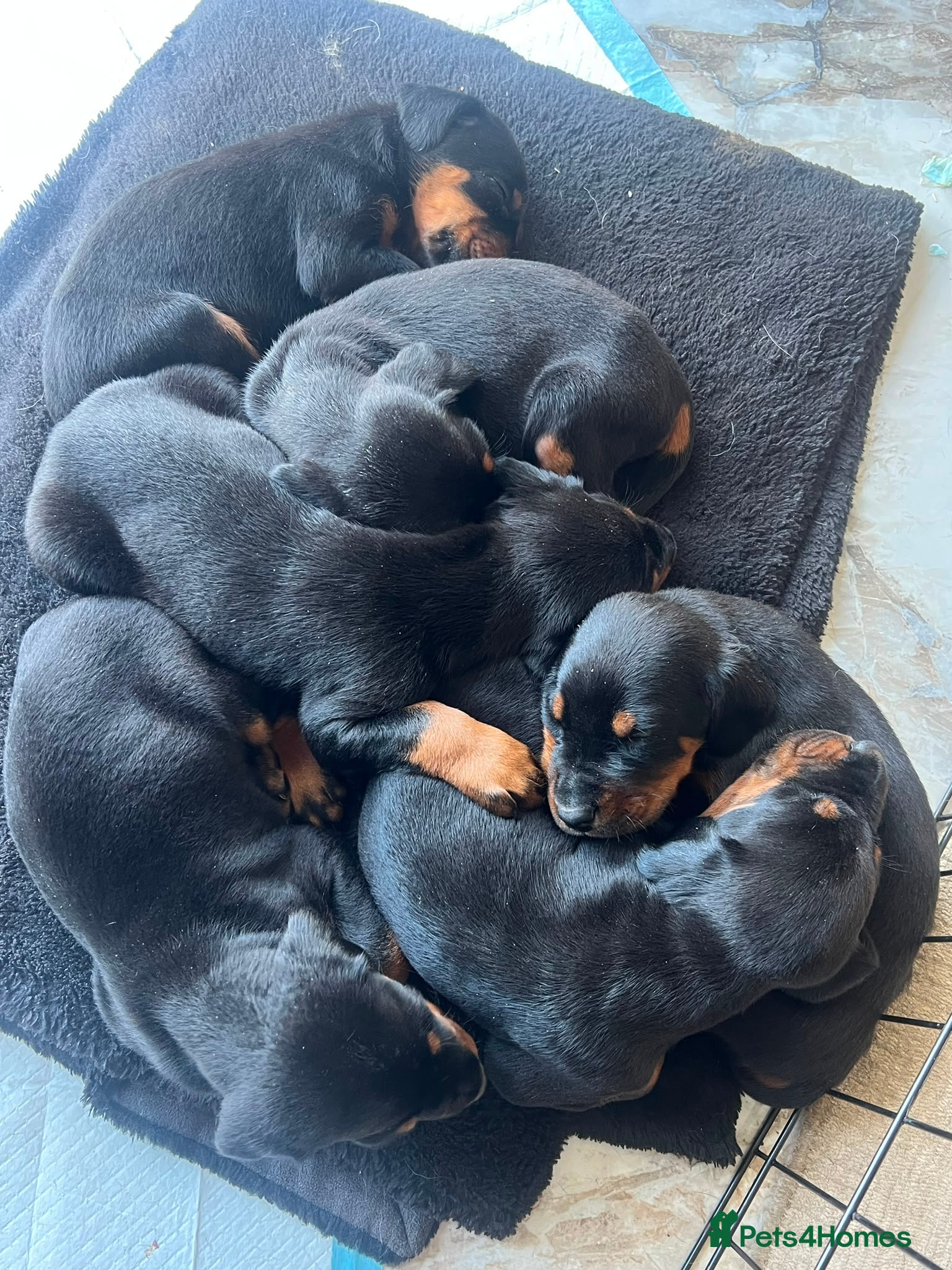 Dobermann dogs ABSOLUTELY STUNNING DOBERMAN PUPPIES FOR SALE - Advert 2