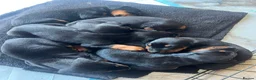 Dobermann dogs for sale: ABSOLUTELY STUNNING DOBERMAN PUPPIES FOR SALE in Boston - Advert 2