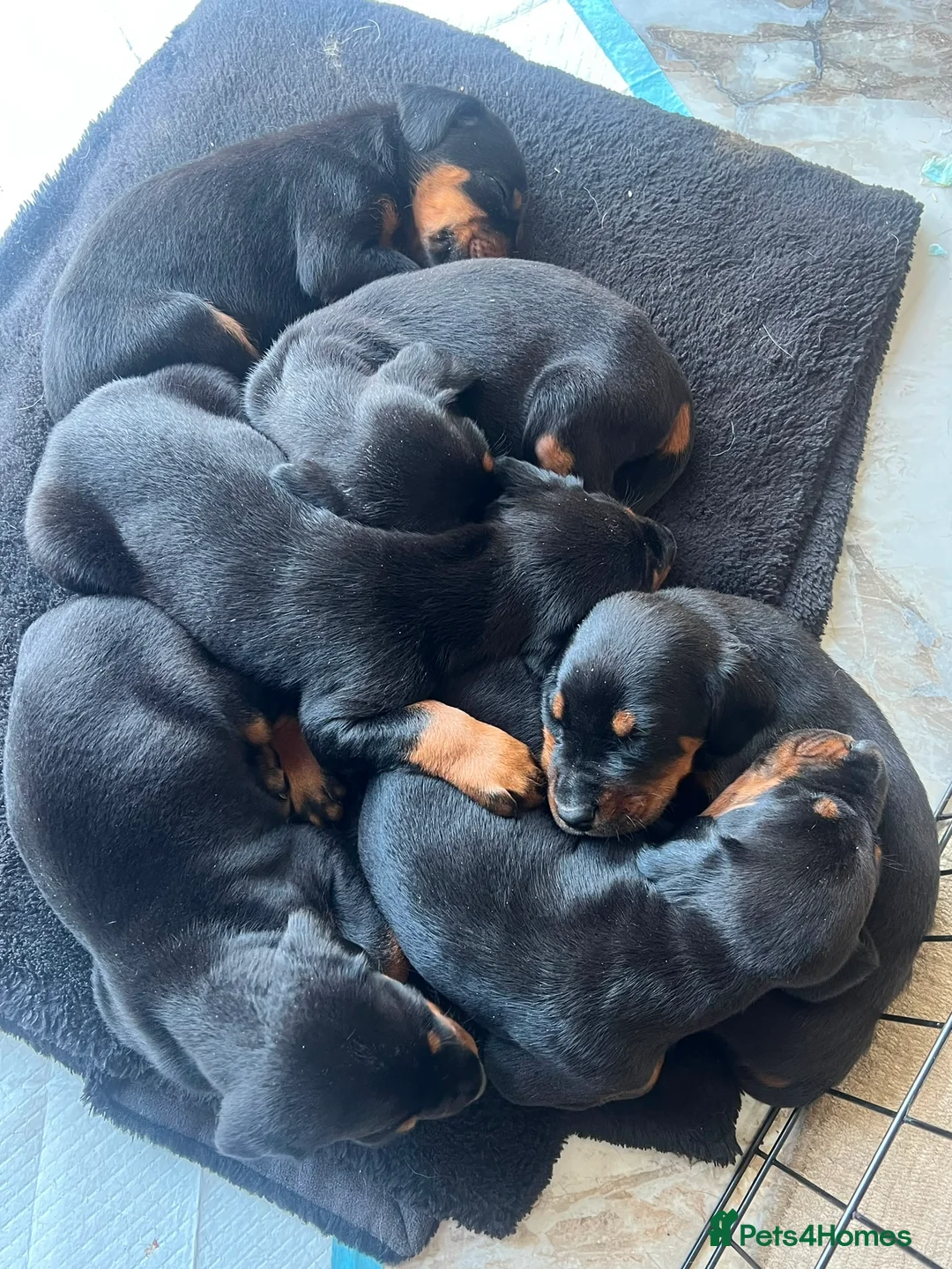 Dobermann dogs for sale: ABSOLUTELY STUNNING DOBERMAN PUPPIES FOR SALE in Boston - Advert 2