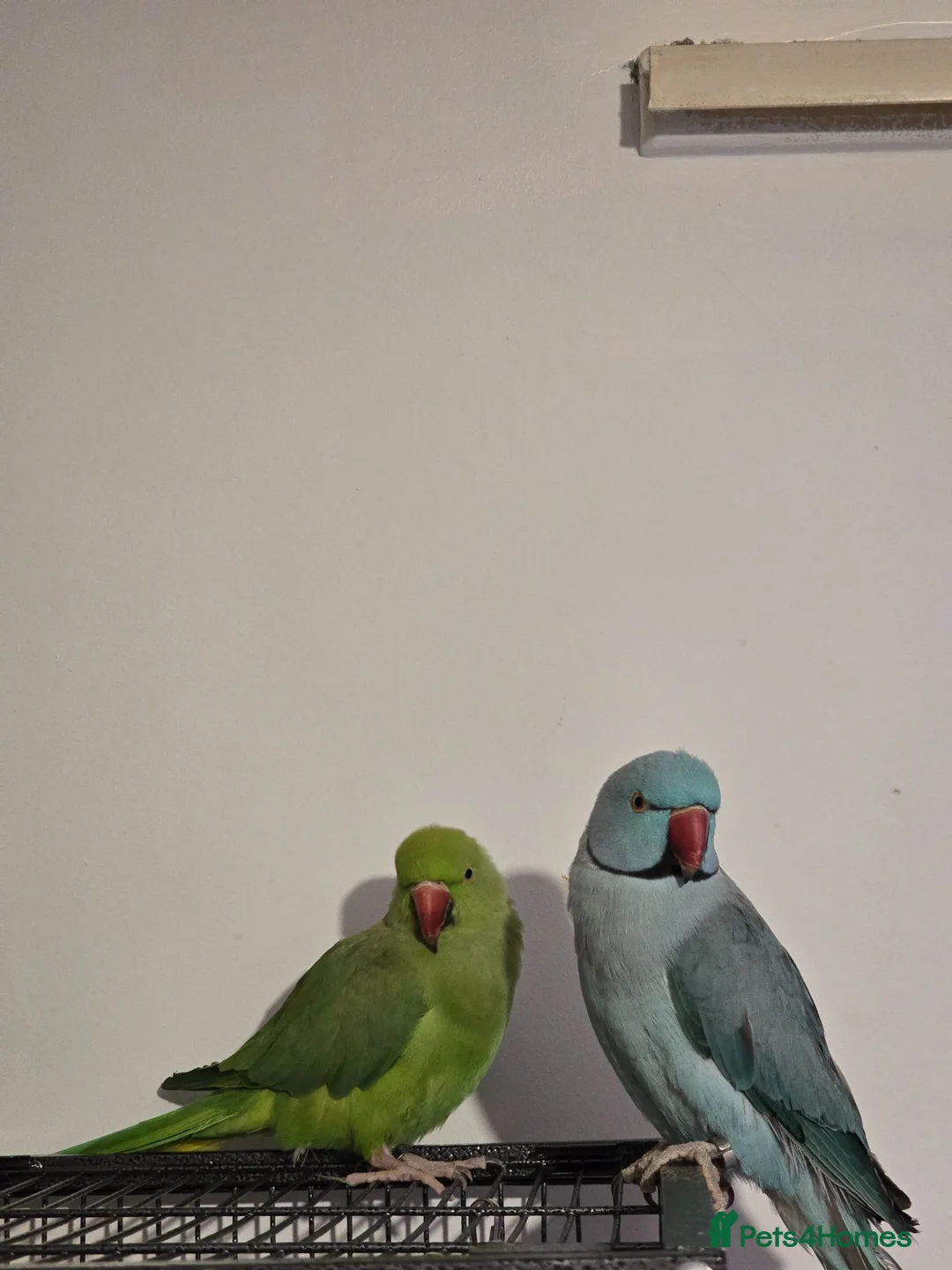 Ringnecks birds for sale: Parrots  - Advert 1